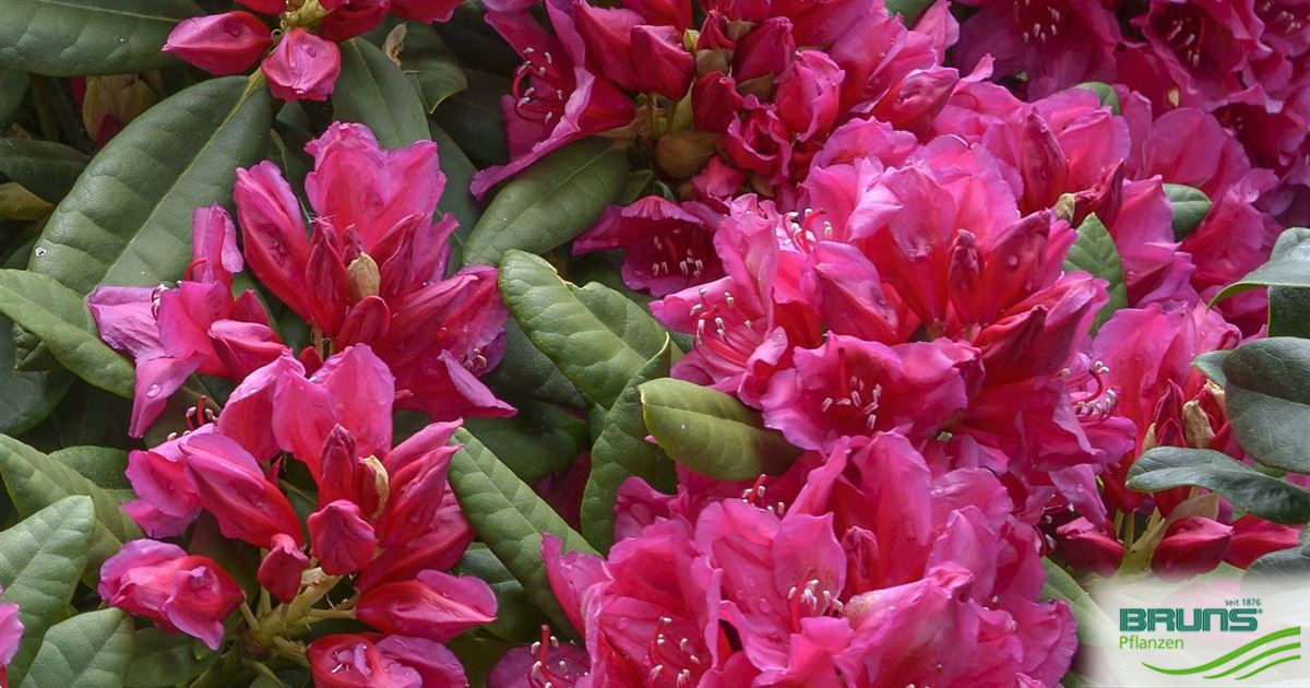 rhododendron hybride goldflimmer Rhododendron-Hybride 'Goldflimmer'