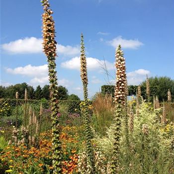 Digitalis_ferruginea_GR_R2.jpg