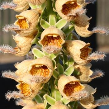 Digitalis_ferruginea_HRM_R2.jpg