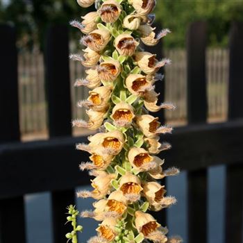 Digitalis_ferruginea_HRM_Q3.jpg