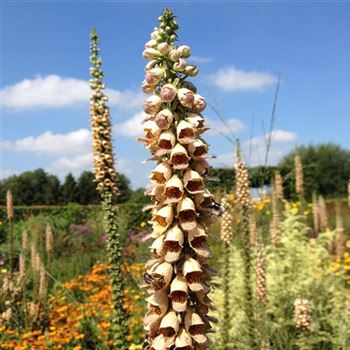 Digitalis_ferruginea_GR_Q1.jpg