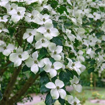 Cornus_kousa_chinensis_2006_3019_q.jpg