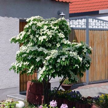 Cornus_kousa_chinensis_2006_2296_b.jpg