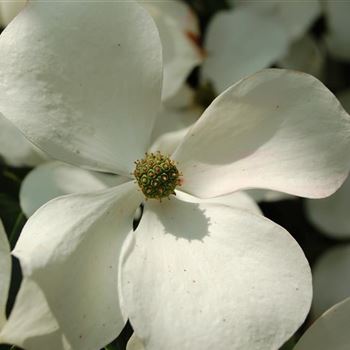 Cornus_kousa_chinensis_GR_Q1.jpg