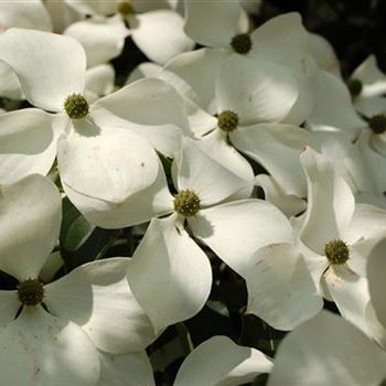 Cornus_kousa_chinensis_GR_R5.jpg