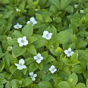 Cornus_canadensis_2009_1885_q.jpg