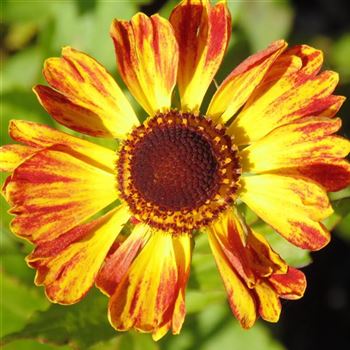 Helenium_Koenigstiger_WI_Q1.jpg