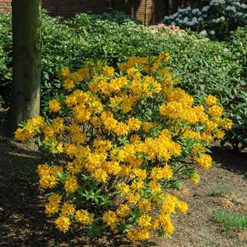 Azalea_pontica_Saemling_HRM_Q4.jpg