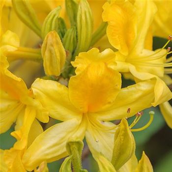 Azalea_pontica_Saemling_HRM_Q1.jpg