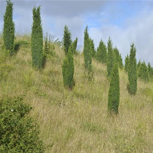 Juniperus communis