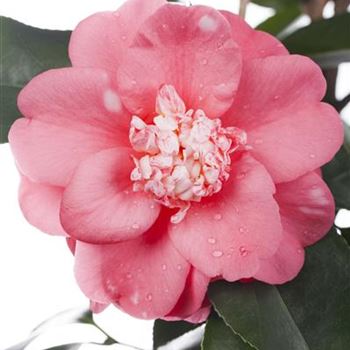 Camellia japonica