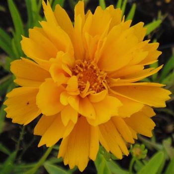 Coreopsis_grandiflora_Early_Sunrise_WI_Q1.jpg