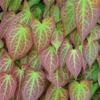 Epimedium_x_rubrum_HRM_Q1.jpg