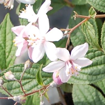 Deutzia_x_hybrida_Mont_Rose_GR_Q1.jpg