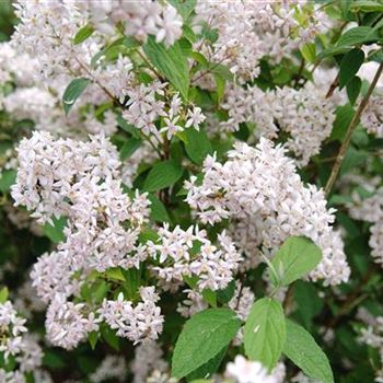 Deutzia_x_hybrida_Mont_Rose_2008_4128.jpg