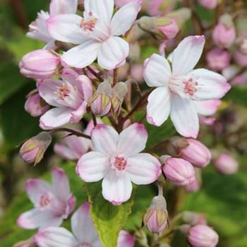 Deutzia_hybrida_Mount_Rose_1S1B9798.jpg