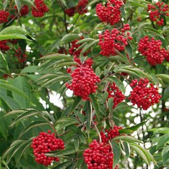 Sambucus_racemosa_2005_3969_b.jpg