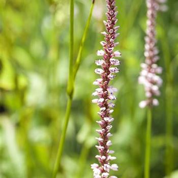 Bistorta amplexicaulis 'Roseum'