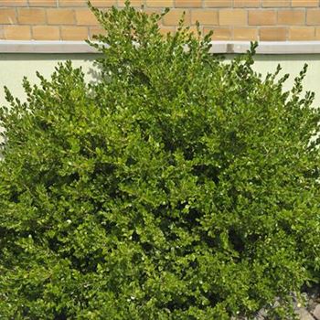 Buxus_microphylla_Faulkner_2008_6737.jpg