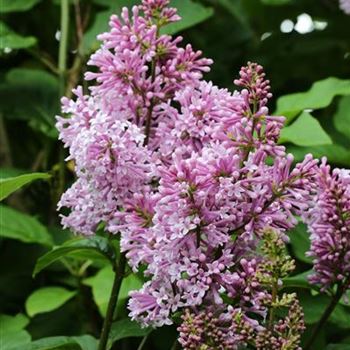 Syringa_reflexa_1S1B8698.JPG