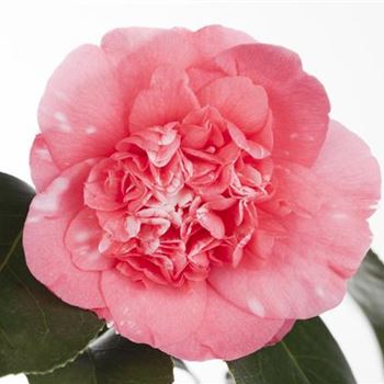 Camellia japonica