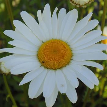 Leucanthemum_vulgare_Maikoenigin_WI_Q1.jpg