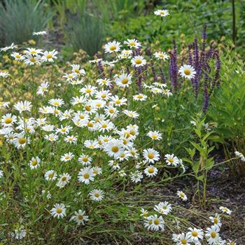 Leucanthemum_vulgare_Maikoenigin_HRM_Q3.jpg