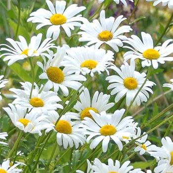 Leucanthemum_vulgare_Maikoenigin_HRM_Q2.jpg