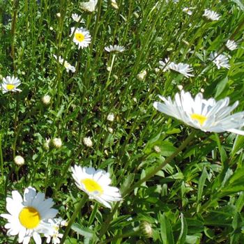 Leucanthemum_vulgare_Maikoenigin_WI_Q3.jpg