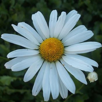 Leucanthemum_vulgare_Maikoenigin_WI_Q2.jpg