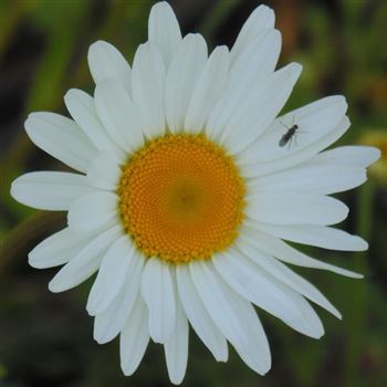 Leucanthemum_vulgare_Maikoenigin_WI_Q4.jpg