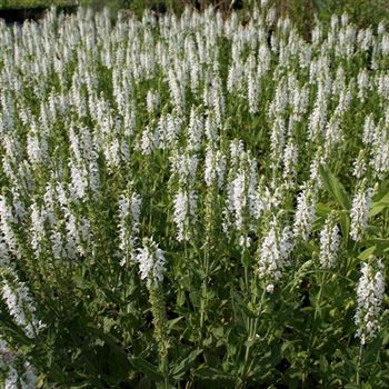 Salvia_nemorosa_Adrian_HRM_Q4.jpg