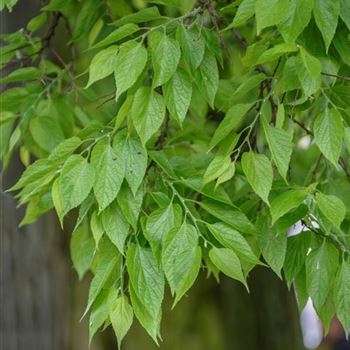 Celtis_occidentalis_2013_1005.jpg