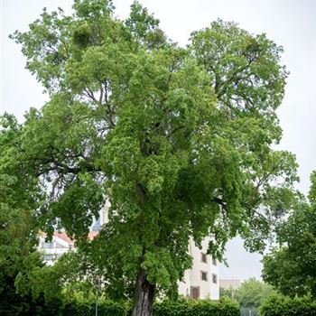 Celtis_occidentalis_2013_0992.jpg