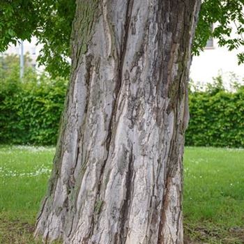 Celtis_occidentalis_2013_0993.jpg