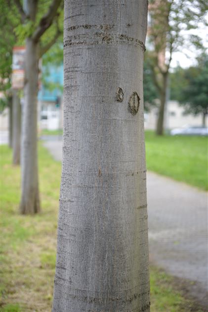 CELTIS OCCIDENTALIS | Common Hackberry - IT - Foto 4