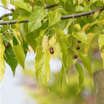 Celtis_occidentalis_2013_5798.jpg