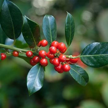 Ilex_aquifolium_JC_van_Tol_2007_8783.jpg