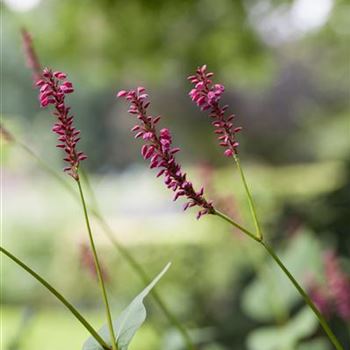 Bistorta amplexicaulis 'Speciosa'