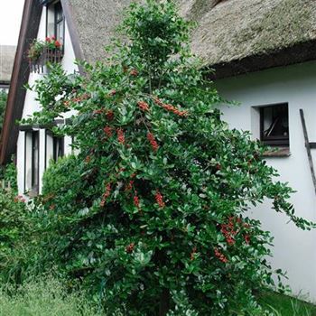 Ilex_aquifolium_JC_van_Tol_2007_4198.jpg