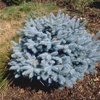 Picea_pungens_Glauca_Globosa_1997_0123_q.jpg