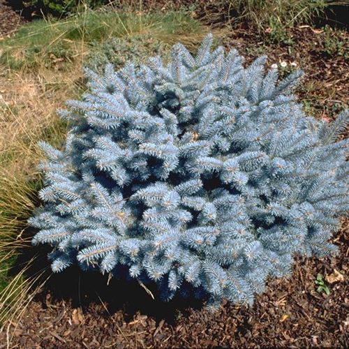 Picea pungens 'Glauca Globosa'