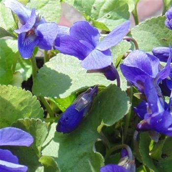 Viola_odorata_Koenigin_Charlotte_WI_Q2.jpg