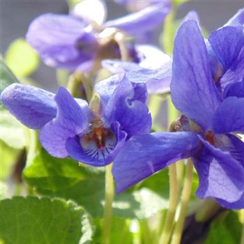 Viola_odorata_Koenigin_Charlotte_WI_Q1.jpg