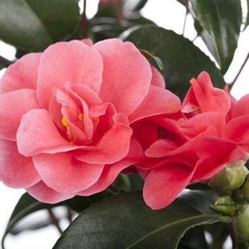 Camellia japonica