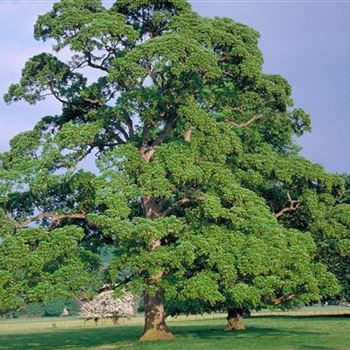 Acer_pseudoplatanus_1991_0902.jpg