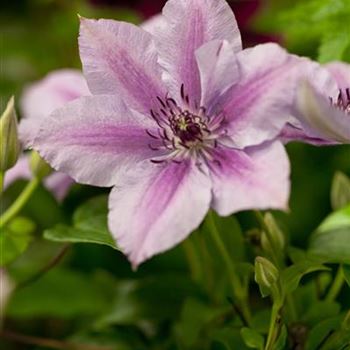 Clematis 'Nelly Moser'