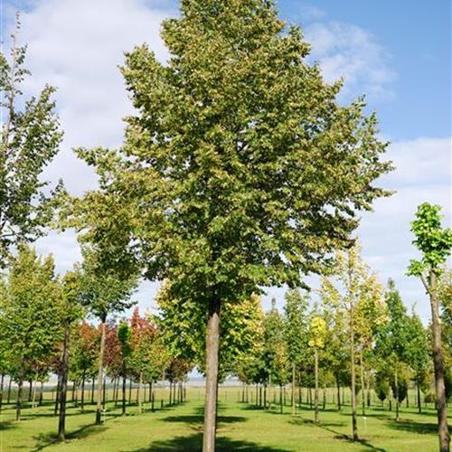 Tilia cordata 'Erecta'