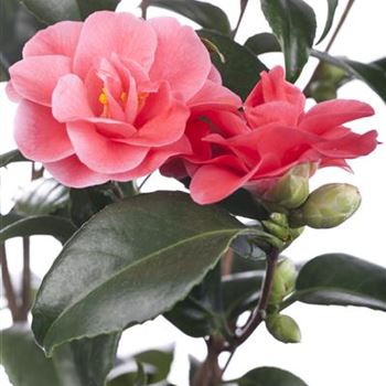 Camellia japonica