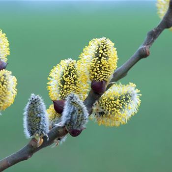 Salix_caprea_Mas_2008_0297.jpg